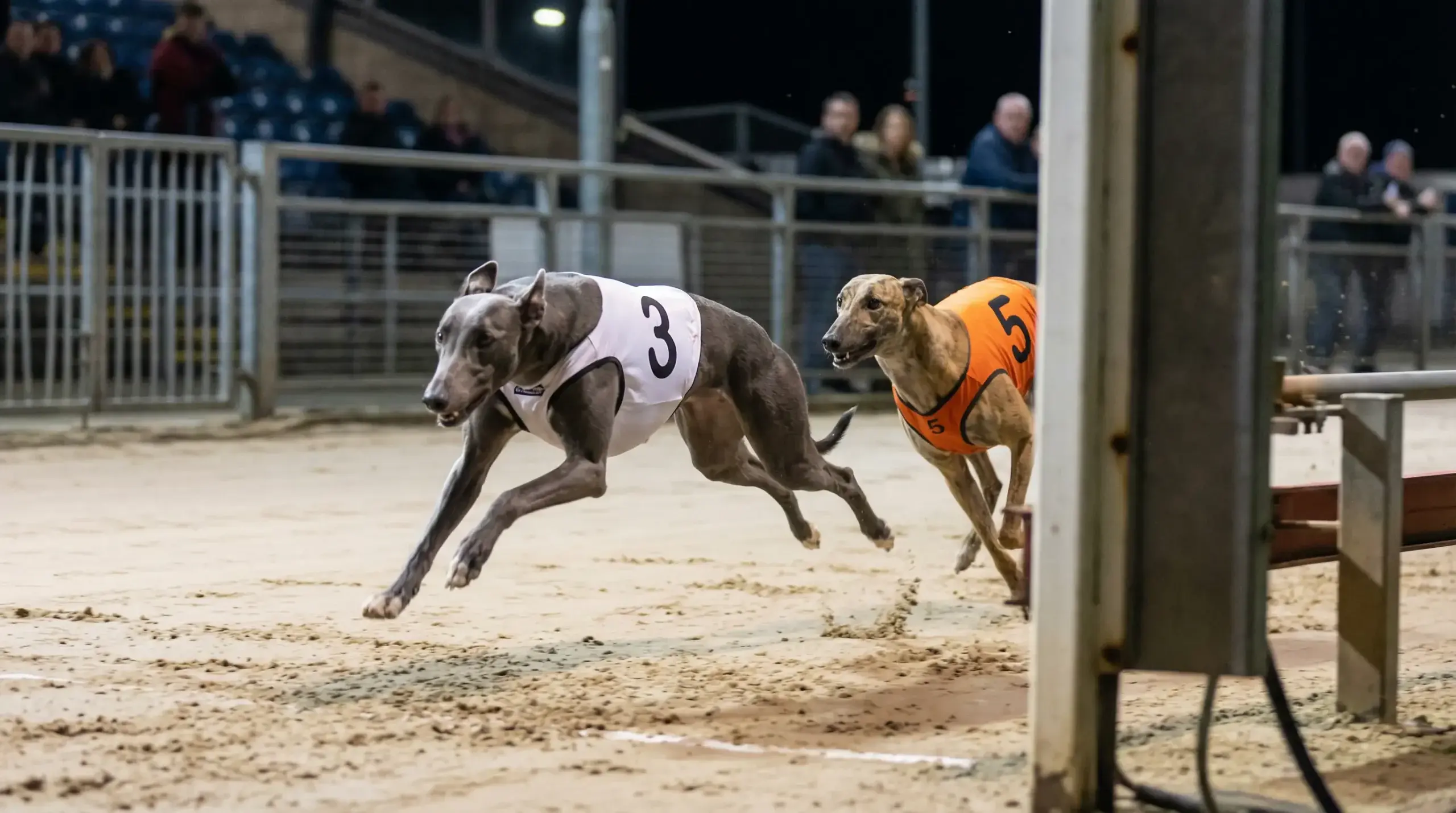 How each-way betting works in greyhound racing — place terms and value explained